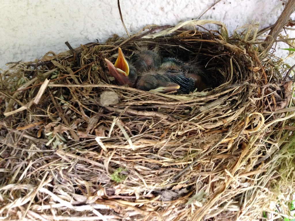 Vögel im Nest 1